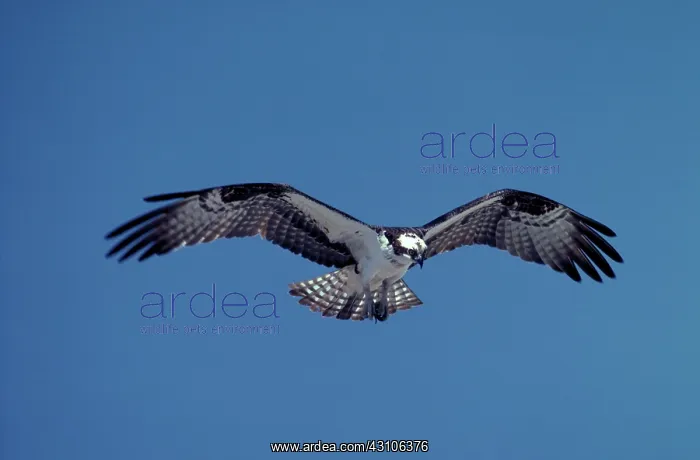 : Osprey in flight : Osprey in flight