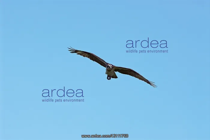 : Osprey in Flight : Osprey in Flight