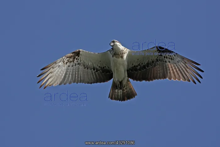 : Osprey - in flight : Osprey - in flight