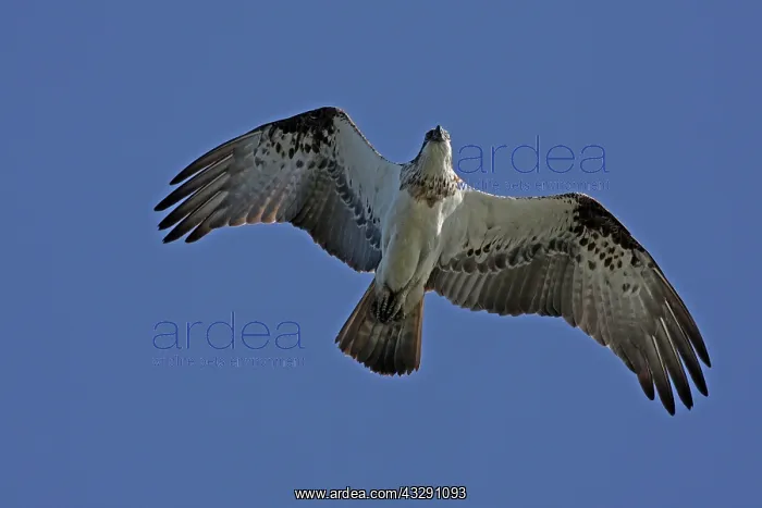 : Osprey - in flight : Osprey - in flight
