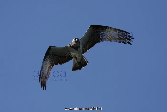 : Osprey - in flight : Osprey - in flight