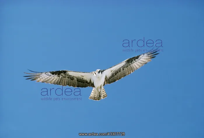  : OSPREY - In flight