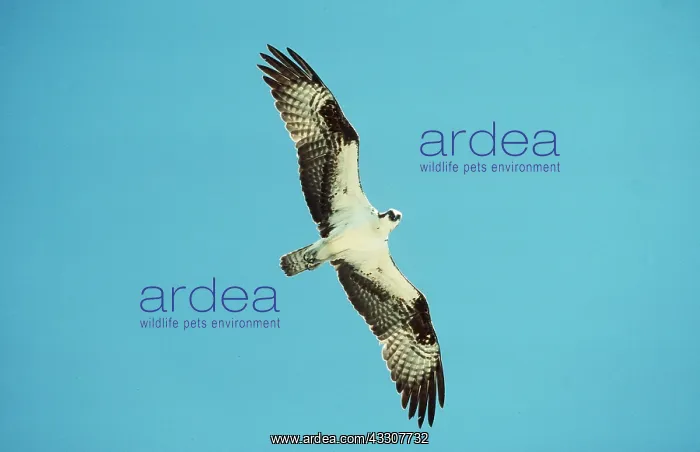 : OSPREY IN FLIGHT : OSPREY IN FLIGHT