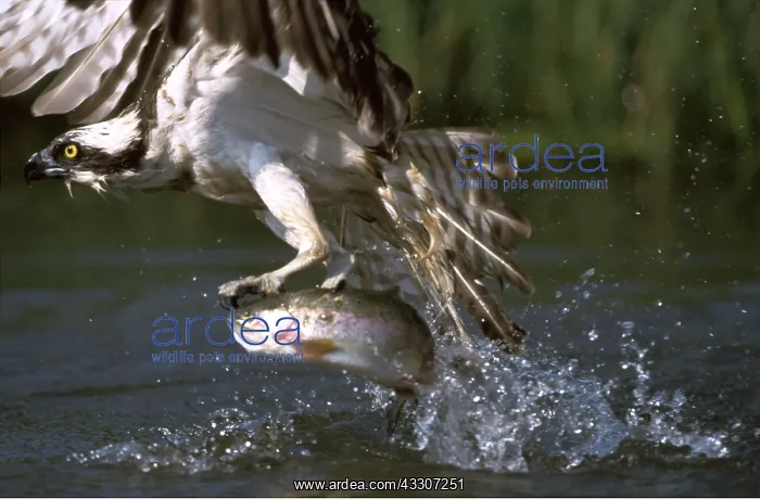 : OSPREY - in flight, catching fish : OSPREY - in flight, catching fish