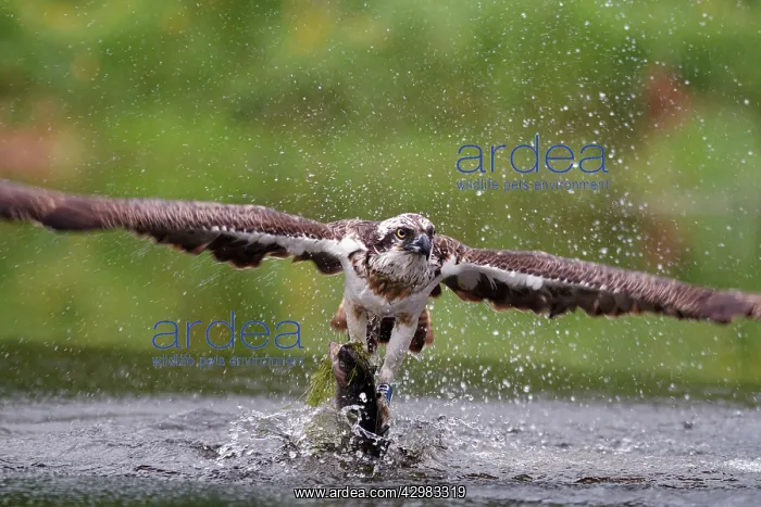 : Osprey - in flight catching a trout - seen here : Osprey - in flight catching a trout - seen here