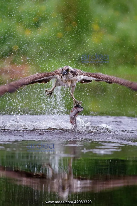 : Osprey - in flight catching a trout - seen here : Osprey - in flight catching a trout - seen here