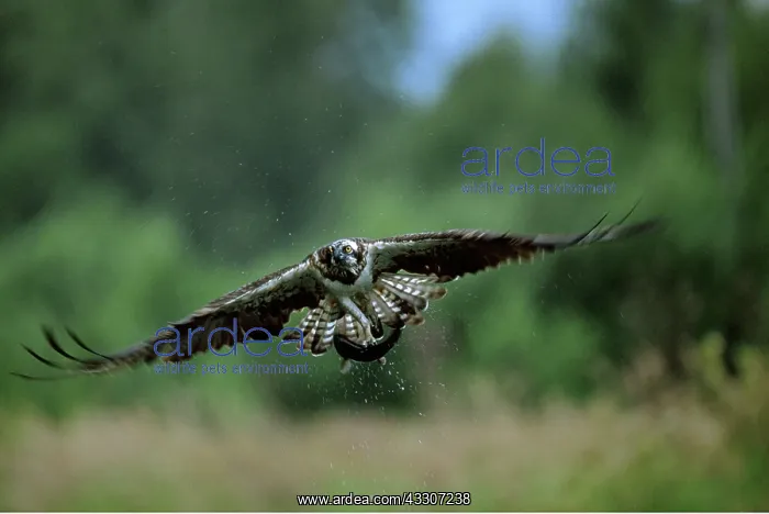 : OSPREY - In flight, with caught fish : OSPREY - In flight, with caught fish