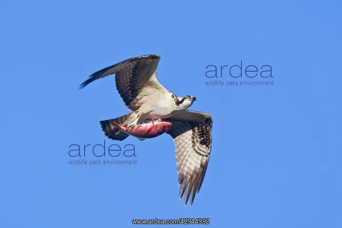 : Osprey, in flight with fish during fall migration : Osprey, in flight with fish during fall migration