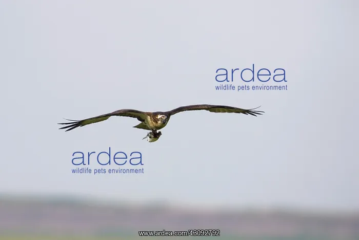 : Osprey in flight with fish prey : Osprey in flight with fish prey