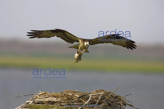 : Osprey in flight with fish prey : Osprey in flight with fish prey