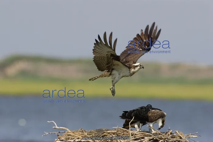 : Osprey in flight with fish prey : Osprey in flight with fish prey