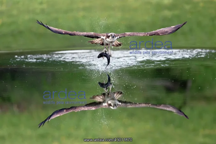 : Osprey - in flight with fish prey - summer : Osprey - in flight with fish prey - summer