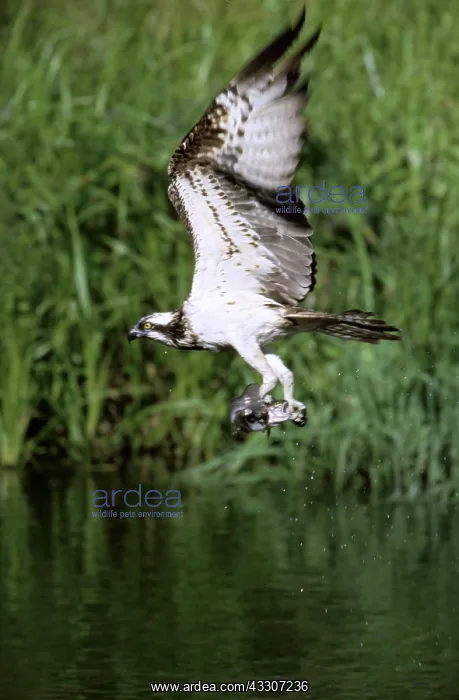 : OSPREY - in flight, holding fish : OSPREY - in flight, holding fish