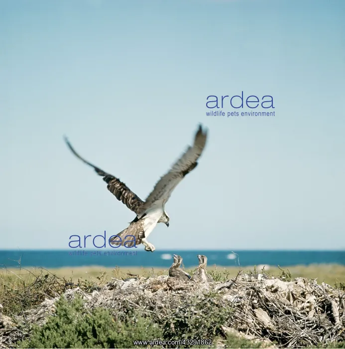 : OSPREY - in flight, landing at nest with young : OSPREY - in flight, landing at nest with young
