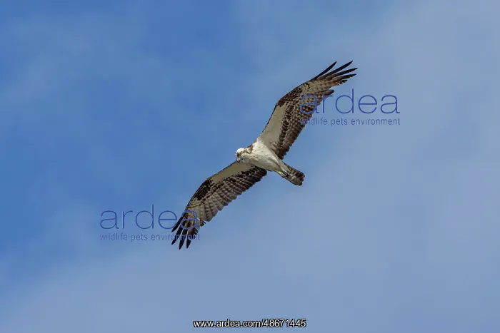 : Osprey in flight, Merritt Island National Wildlife Refuge : Osprey in flight, Merritt Island National Wildlife Refuge