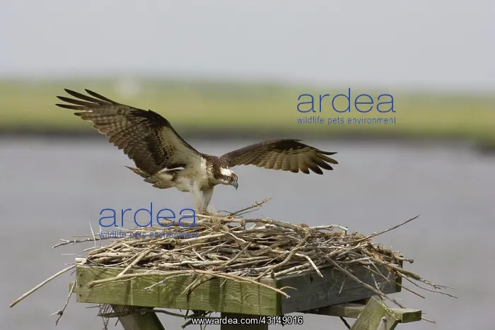 : Osprey in flight with nesting material : Osprey in flight with nesting material