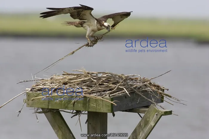 : Osprey in flight with nesting material : Osprey in flight with nesting material