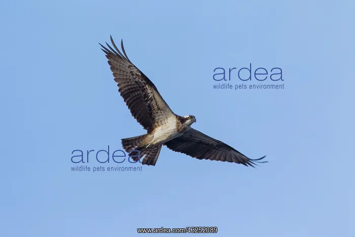 : Osprey flight Osprey adult in flight Sweden : Osprey flight Osprey adult in flight Sweden