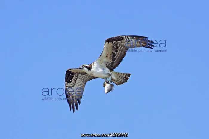 : Osprey. In flight with prey, fish : Osprey. In flight with prey, fish