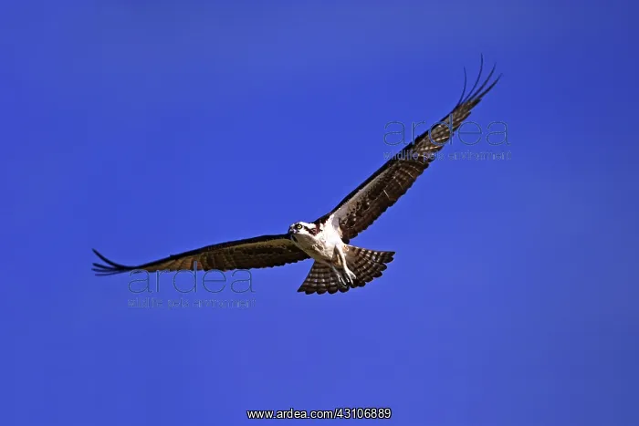 : Osprey in flight over Sanibel Island, Florida : Osprey in flight over Sanibel Island, Florida