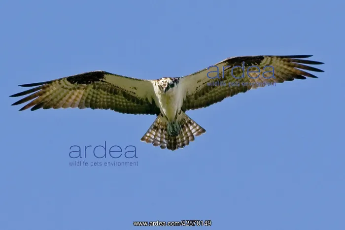 : Osprey - in flight, soaring : Osprey - in flight, soaring
