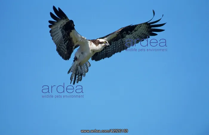 : OSPREY - in flight with wings spread : OSPREY - in flight with wings spread