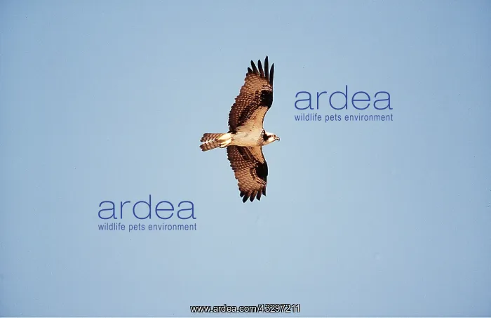 : OSPREY - in flight, wings spread : OSPREY - in flight, wings spread