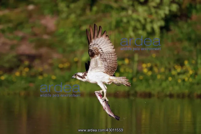 : Osprey flying with a trout : Osprey flying with a trout