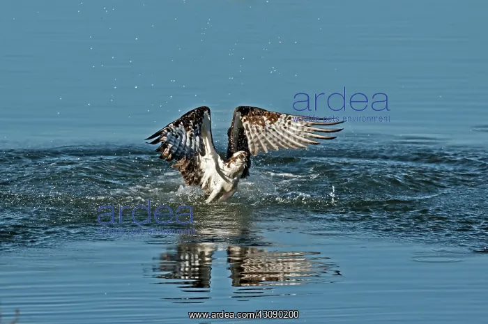 : Osprey getting out of the water : Osprey getting out of the water