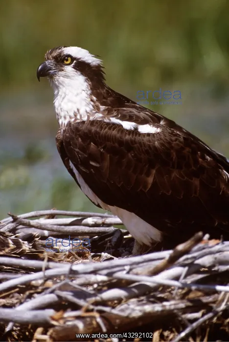 : OSPREY - hen on nest : OSPREY - hen on nest