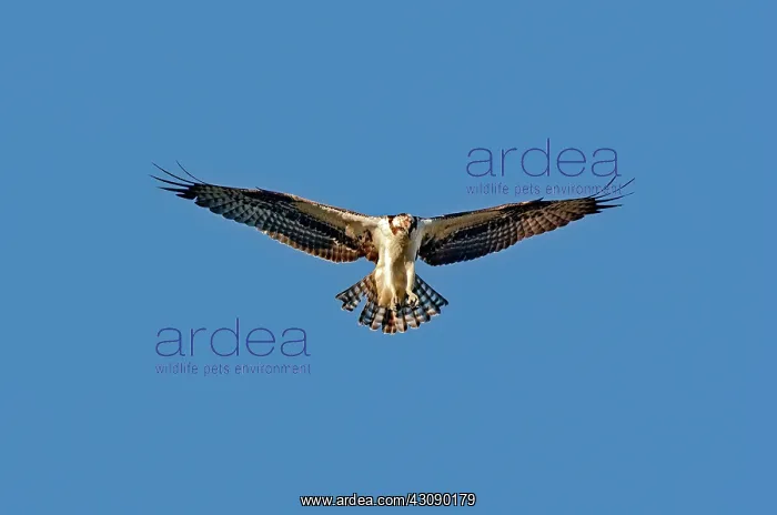 : Osprey Hovering : Osprey Hovering