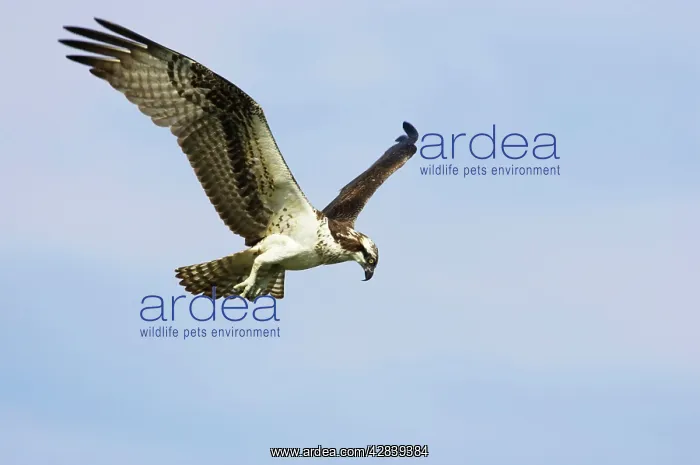 : Osprey - hovering to spot fish : Osprey - hovering to spot fish