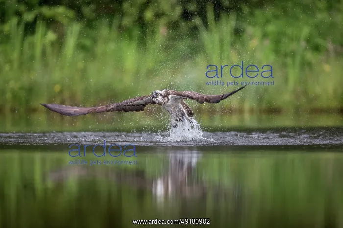  : Osprey - Hunting - UK
