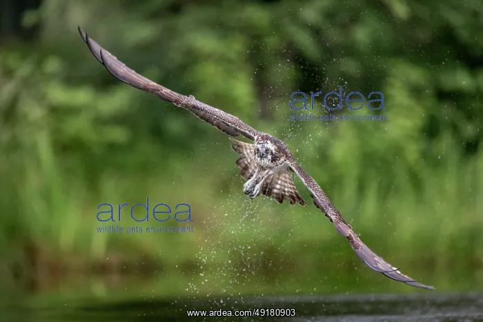  : Osprey - Hunting - UK