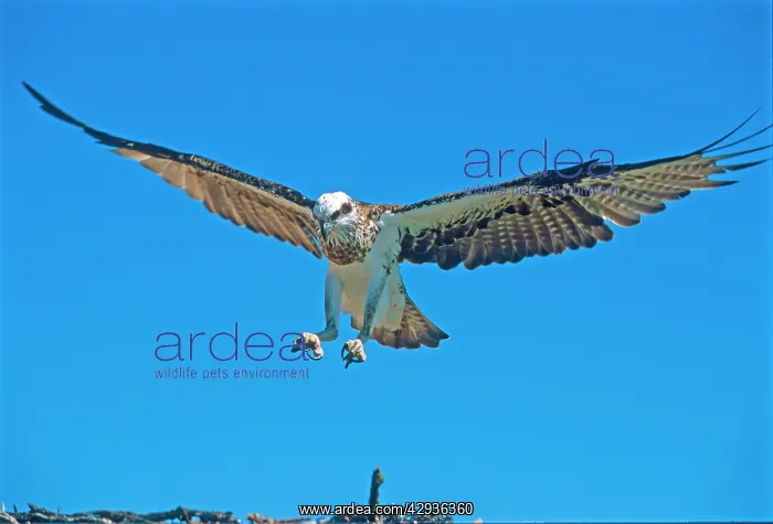 : Osprey about to land on nest : Osprey about to land on nest