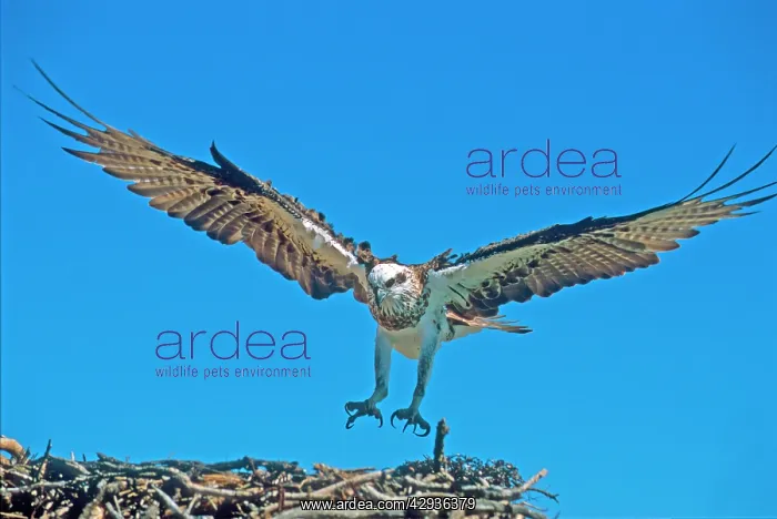 : Osprey about to land on nest : Osprey about to land on nest