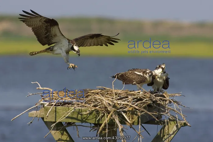 : Osprey landing at nest : Osprey landing at nest