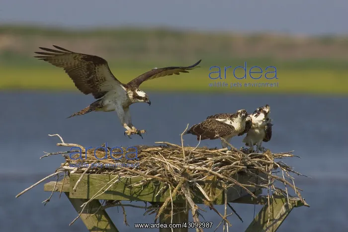 : Osprey landing at nest : Osprey landing at nest