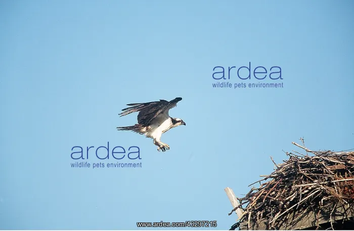 : OSPREY - landing on nest : OSPREY - landing on nest