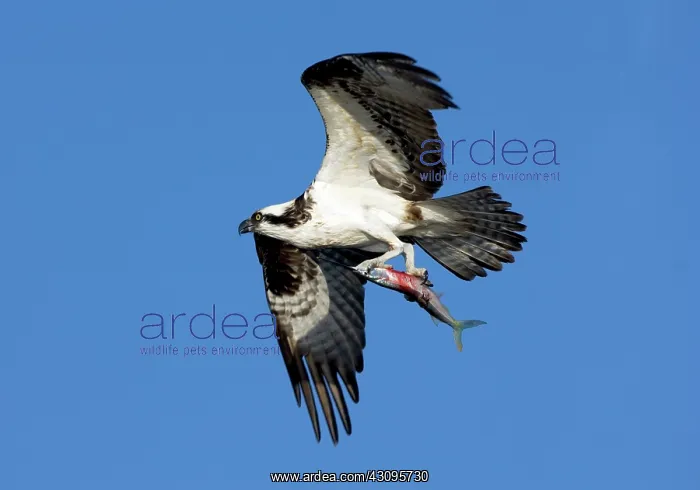 : Osprey with Needle Fish : Osprey with Needle Fish