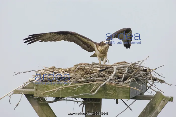  : Osprey at nest