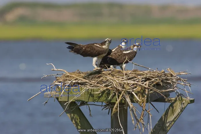 : Osprey at nest : Osprey at nest