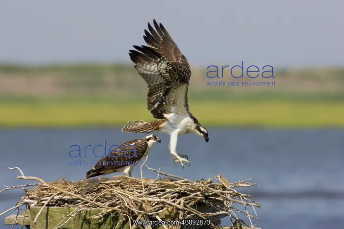 : Osprey at nest : Osprey at nest