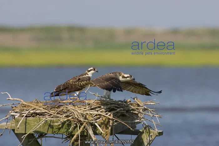 : Osprey at nest : Osprey at nest