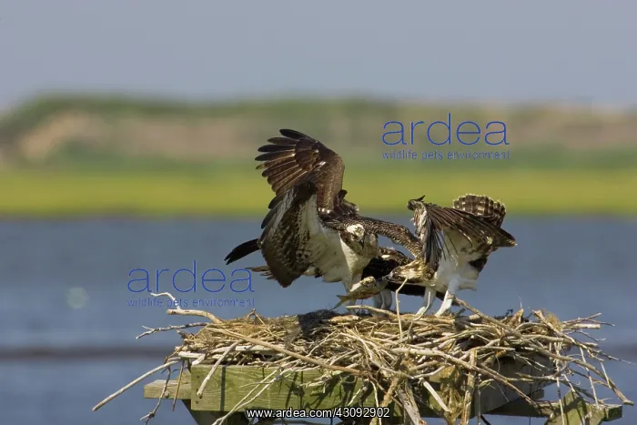: Osprey at nest : Osprey at nest