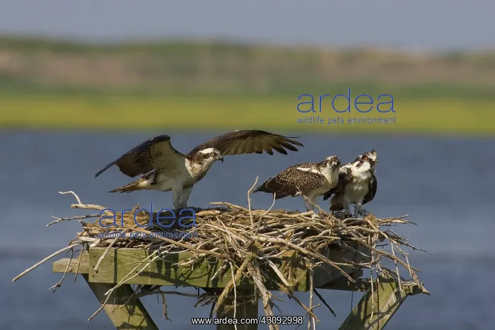 : Osprey at nest : Osprey at nest