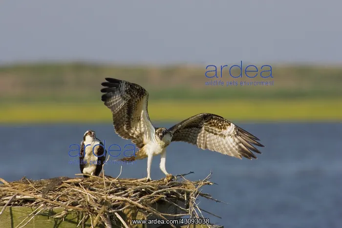 : Osprey at nest : Osprey at nest