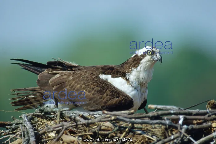 : Osprey on Nest : Osprey on Nest