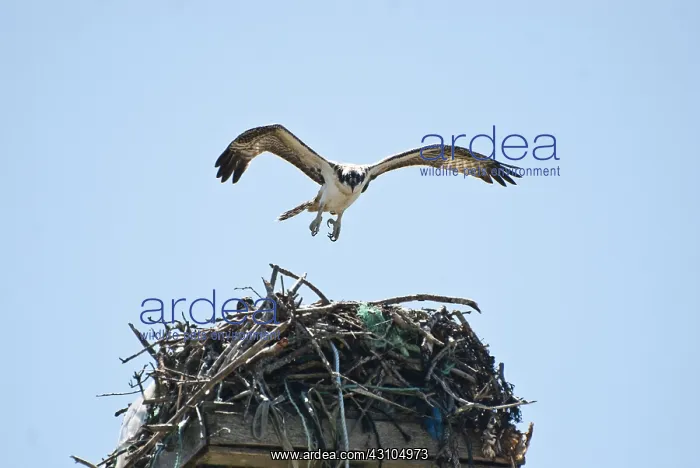: Osprey with Nest : Osprey with Nest