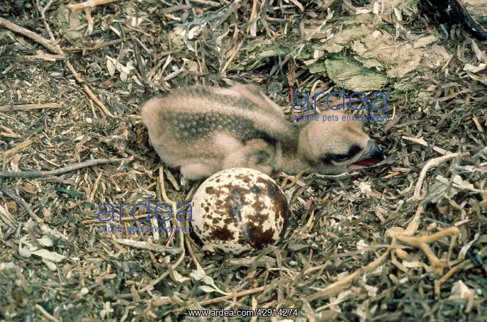 : OSPREY NEST - with chick and egg : OSPREY NEST - with chick and egg